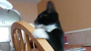The Kittens: 13 Weeks Old