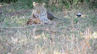 Leopard and baby buck