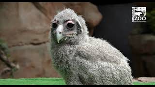 5 Week Old Eagle Owl Chick Getting Some Sun - Cincinnati Zoo