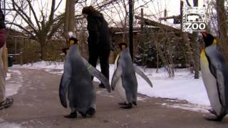 Penguin Days at the Cincinnati Zoo 2017