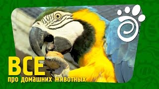 Сравниваем Попугаев. (Часть Вторая) Все О Домашних Животных