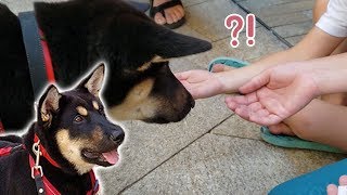 What happens when a Korean Jindo goes to a mall in the US 미국 쇼핑몰에 진돗개를 데려가면 생기는 일