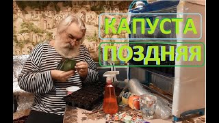 КАПУСТА ПОЗДНЯЯ Посев семян на рассаду