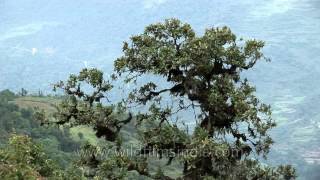 Bhutan - Carbon negative country!