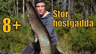 Höstfiske efter Stor Gädda | Team Galant