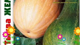 Тыква мускатная Жемчужина. Краткий обзор, описание характеристик cucurbita pepo Zhemchuzhina