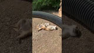 Sunbathing meerkats #shorts