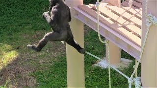 キヨマサのロープサーフィン 22 Rope Surfer Gorilla Kiyomasa