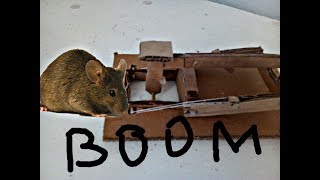 КАК СДЕЛАТЬ МЫШЕЛОВКУ ИЗ КАРТОНА?