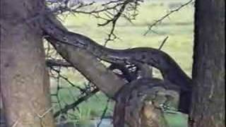 Python climbing tree