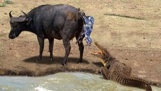 Wild Animals Strongest, Mother Buffalo Give Birth Vs Hungry Crocodile, Lion, Leopard