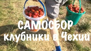 Самосбор клубники в Чехии