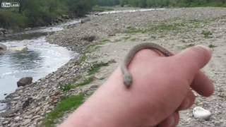 Baby Snake