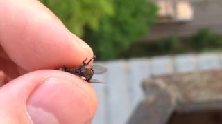 Муха рожает , слабонервным не смотреть / a fly gives birth