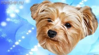 Орхит у собак | Причины | Симптомы | Профилактика.