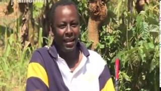 Thuu Ya Ngoma: Rugano rwa muthuri cambiki uhuuraga thimu na kanua amu ciiga cia mwiri ni nguu
