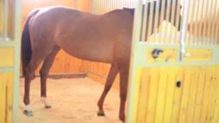 Подстилка для лошадей Horse Master из древесных гранул.