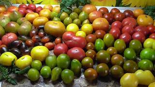 Какие Томатные Гномы потрясли меня своим урожаем, а какие - красотой и вкусом?