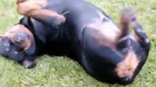 ★Huge Rottweiler sliding on the grass ★(Raja Being Cute)