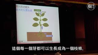 【樹呆子小學堂】什麼是樹的正循環與負循環  #樹呆子