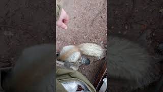 Балерина в моём кармане / Ballerina in my pocket