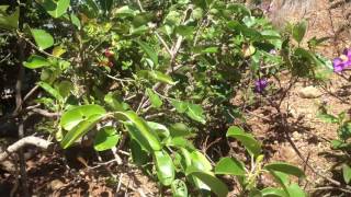 005 Mararison Duhat Fruit -BearingTrees