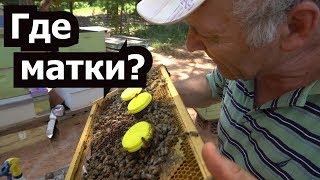 Пасека #41 Система вывода дополнительных маток - Где матки ? пчеловодство. Пасека