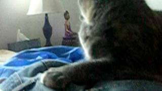 cat spanks man