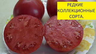 Томат Говядина с куста. Как выглядит рассада и спелые плоды. 