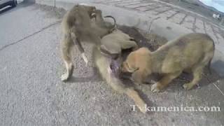 Puppies eating his puppy brother live  (Warning graphics +18)
