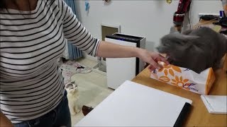 ティッシュ潰し妖怪 ＶＳ ママ　(その後、主もティッシュ取ろうとしたら・・)