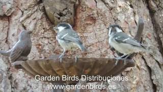Bebedero bañera para pequeñas aves