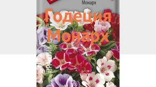Годеция обыкновенный Монарх (monarkh) ? годеция Монарх обзор: как сажать семена годеции Монарх