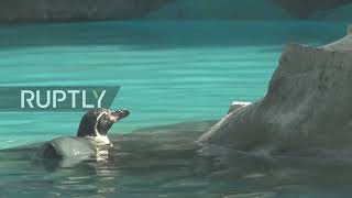 Peru: Animals rescued from oil spill rehabilitate at Lima zoo - manager