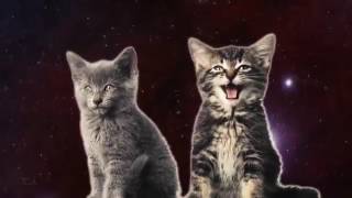 Котята прикольно поют