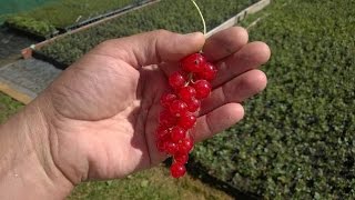 Зачем поливать саженцы смородины осенью ?