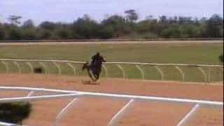 Thoroughbred Race Horses in training Ocala 2007