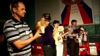 Выставка кошек в Курске WCF 19-20 мая 2012г.