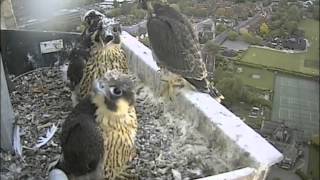 Hawk and Owl Trust Norwich Cathedral Peregrines