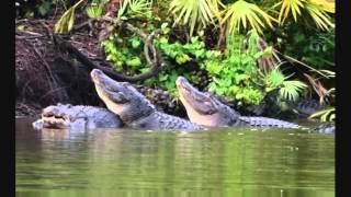 Gator mating season in Florida ( Turn your speakers on )