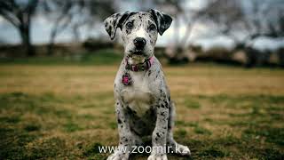 От щенка до собаки. www.zoomir.kz