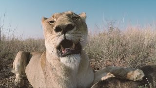 Meg & Amy CHASE A Boar! | The Lion Whisperer