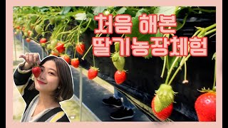 일본일상 :: 일본여행기차타고 딸기체험농장 갔다왔어요!! +무서워무서워 벌은 무서워