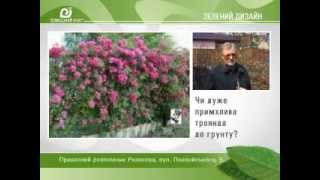 Эксклюзивное видео из частного питомника роз Рязанова