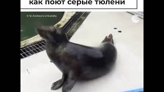 Поющие серые тюлени