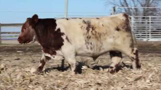 LOT 8:  Leveldale Rosco 966G - Leveldale Farms 2020 Private Treaty Bid Off