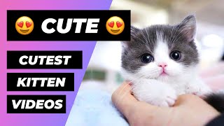 Baby Cats ? Funny and Cute Baby Cat Videos Compilation (2018) Gatitos Bebes Video Recopilacion