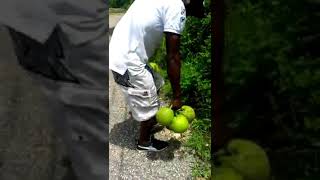 This Man Is The Best Breadfruit Thief In The World