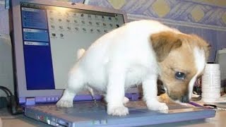 БЕССТЫЖИЕ ЖИВОТНЫЕ КОТОРЫЕ ПЕРЕШЛИ ВСЕ ГРАНИЦЫ СМЕШНЫЕ КОТЫ, КОШКИ и СОБАКИ