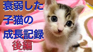 【未公開スマホ撮影】衰弱した子猫の成長記録【後編】